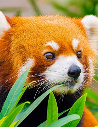 Red Panda Notebook: 130 Blank Lined Pages|Wide Ruled 8.5"x 11"|School Supplies