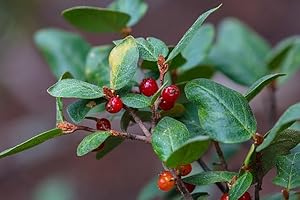Canada buffaloberry (Shepherdia Canadensis) Soap Berry 20 Seeds, Russet Red Buffalo Berry, Nitrogen Fixer | Hundredfold