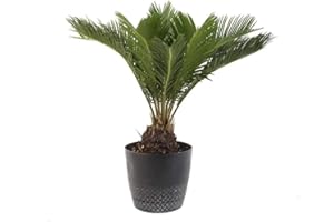 American Plant Exchange Live King Sago Palm Tree, Japanese Sago Palm Tree, Plant Pot for Home and Garden Decor, 6" Pot
