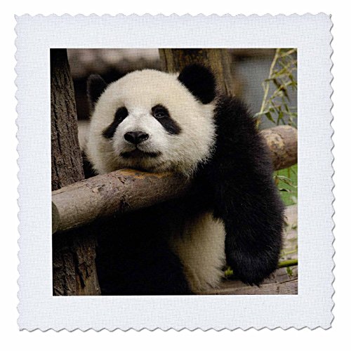 3dRose Giant Panda Bears, Wolong China Conservation, China-AS07 Pox0370 - Pete Oxford - Quilt Square, 12 by 12-Inch (qs_70206_4)
