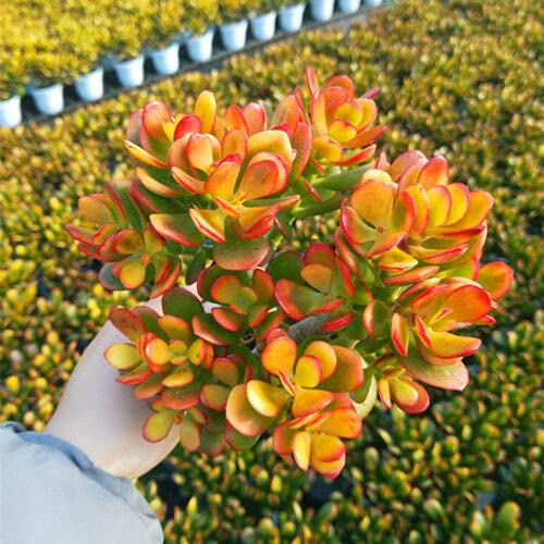 succulents delivery Succulent Cylinder