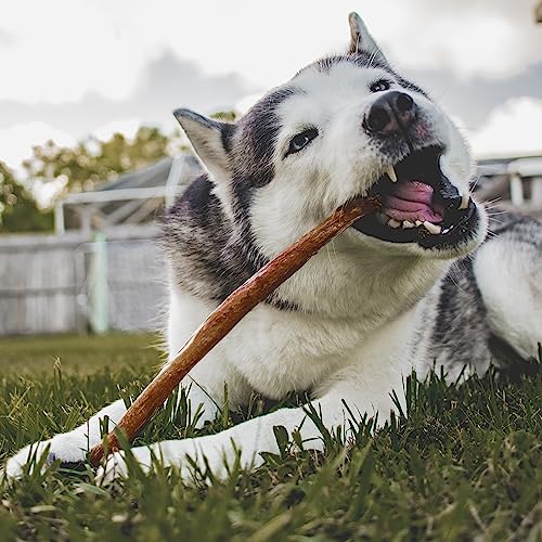 CADET BULLY HIDE STICKS FOR LARGE DOGS, ALL-NATURAL BEEF PIZZLE, LIMITED-INGREDIENT LONG-LASTING DOG CHEWS FOR AGGRESSIVE CHEWERS, 7 COUNT