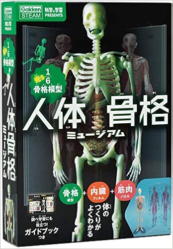 人体骨格ミュージアム 光る1 6骨格模型 科学と学習presents 坂井建雄 本 通販 Amazon
