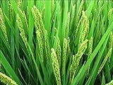 Rice Plant 200 Plus Seeds Organic