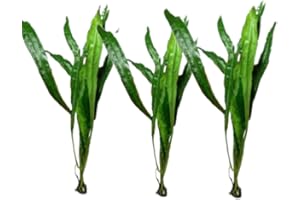 Marcus Fish Tanks - 3X Java Fern Microsorum Pteropus Easy Live Aquarium Plants Aquatic Fish Tank Plants