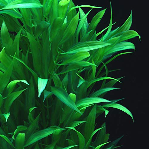 Supyouleg Aquarium Plants Fish Tank Plants Artificial Water Aquatic