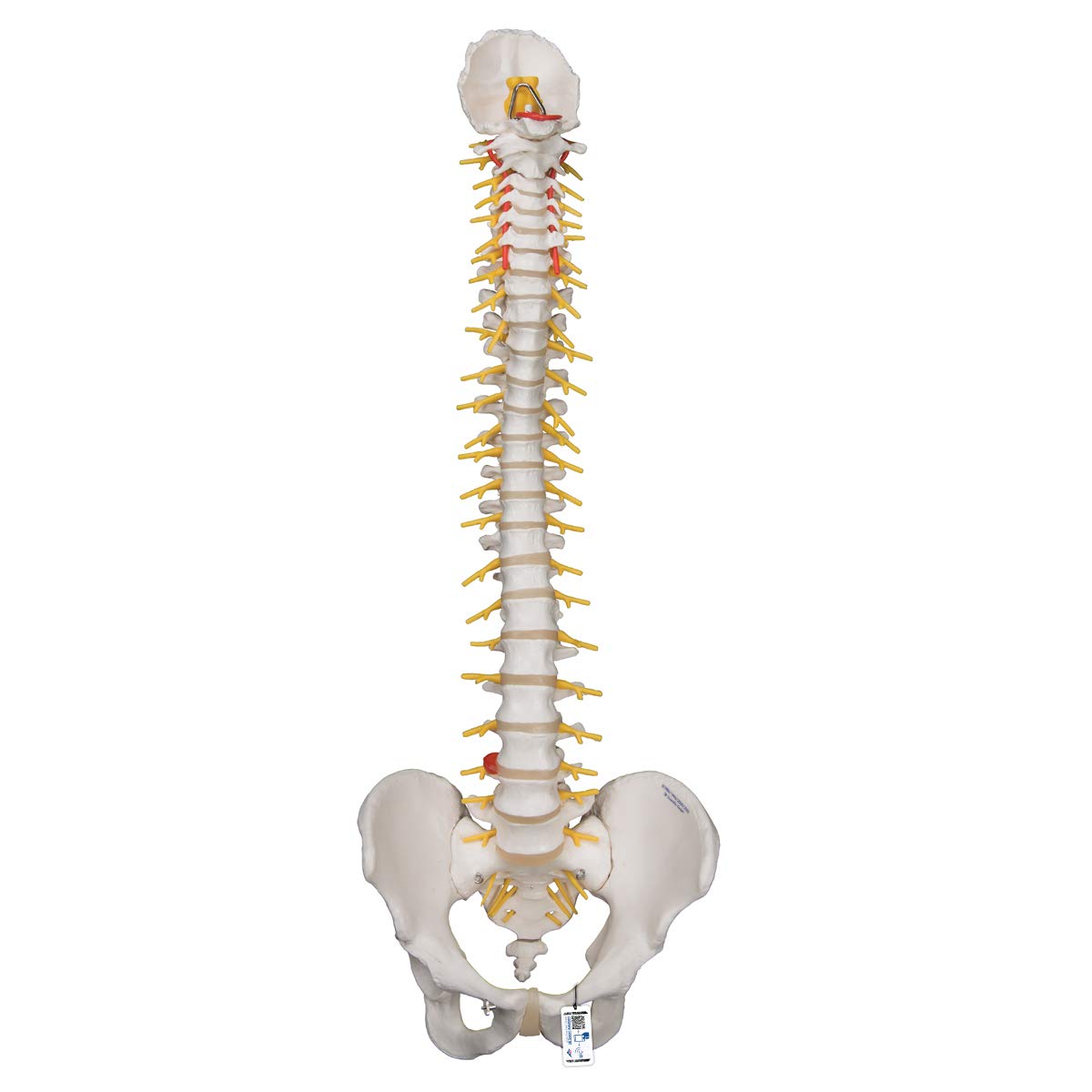 3B Scientific Deluxe Flexible Spine + free anatomy software - 3B Smart Anatomy