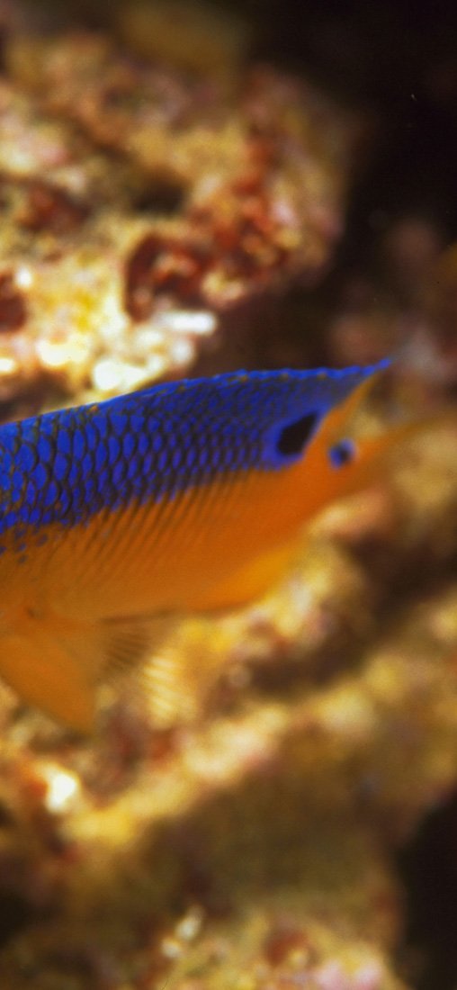 PeelitStickit Underwater, Undersea Wall Murals, ID-108, vinyl