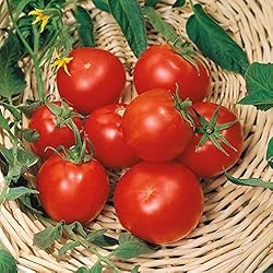 Tomato Seeds - Celebrity Plus - Packet - Vegetable