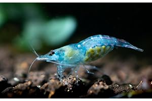 Las Vegas Exotic Fish™ 20 Blue Velvet Neocaridina Shrimp Live Freshwater Shrimp Aquarium Inverts