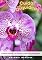 Livro Cuidar de Orquídeas: Como plantar, cultivar e cuidar de orquídeas
