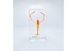 BETENSH Multiple Styles Resin Insects, Insect Specimens,Resin Preservation, Resin Amber for Kids Science Education, Collection, Decorative (Shrimp)