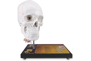 MEDARCHITECT 360°Rotatable Upgraded Life Size Human Skull on Cervical Vertebrae Anatomical Model with Spinal Nerves and Arteries with Newest Laser-Etched Fonts Not Hand Write Number,Not Smudged for Medical Student