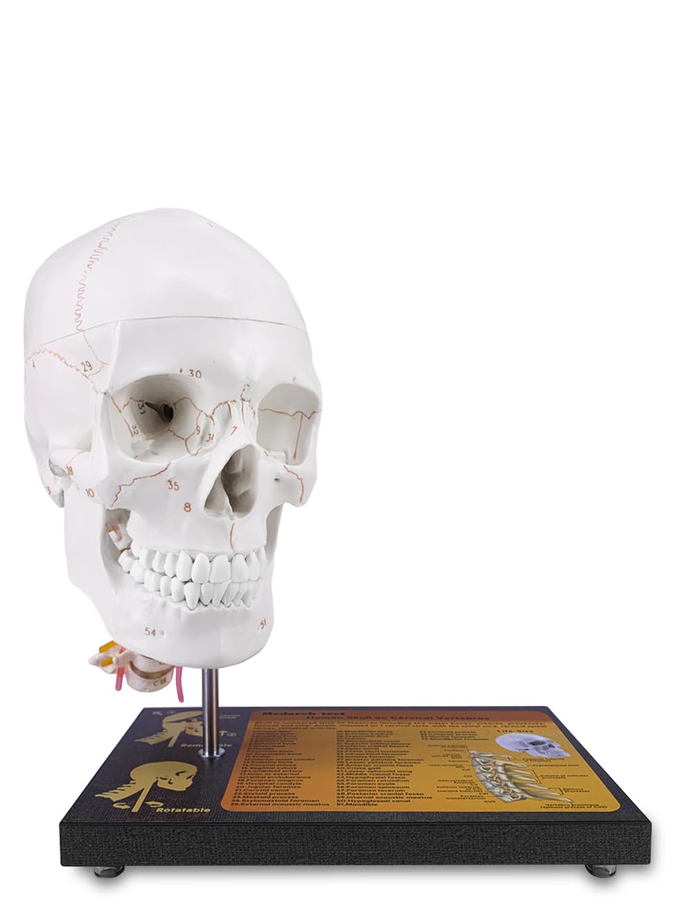 Photo 1 of **USED, DAMAGED** 360°Rotatable Upgraded Life Size Human Skull on Cervical Vertebrae Anatomical Model with Spinal Nerves and Arteries with Laser-Etched Fonts Not Hand Write Number,Not Smudged for Medical Student