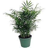 Hirt's Victorian Parlor Palm - Chamaedorea - 6" Pot