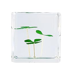 Bon Cube Real Four Leaf Clover Desk Accessory