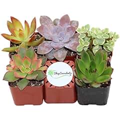 Patterned Plants | Patterned Plants for the Garden | Garden | Plants | Colored Plants | Interesting Plants | Plant Ideas 