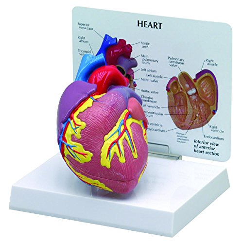 GPI Anatomicals - Heart Model, Replica for Human Anatomy and Physiology Education, Anatomy Model for Doctor's Offices and Classrooms, Medical Learning Resources