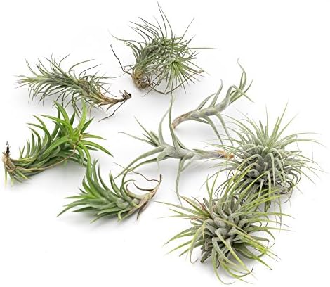 MakersKit Funkiana Live Air Plant Collection, Set of Eight + Free Organic Plant Food Pod