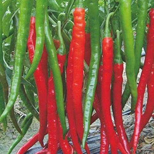 Plantree 10 Unids Raro Super Gigante Especias Red Picante Chili ...