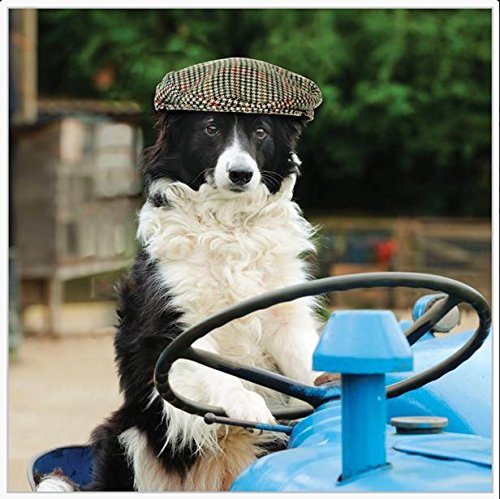 Greetings Card - Birthday Card (ABA6792) - Border Collie Driving Tractor - From The Rapture Range.