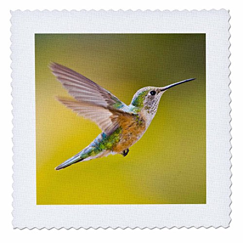 3dRose qs_88845_4 Colorado, Summit Co., Heeney, Rufous Hummingbird - US06 BJA00…