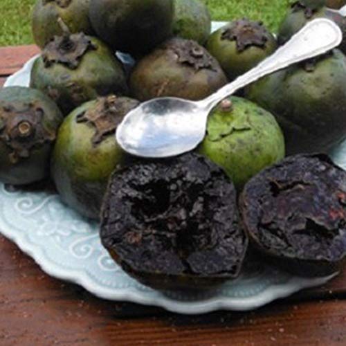 ASTONISH Seeds Package: 10 Seeds Rare Diospyros Digyna Black Sapote Persimmon Chocolate Pudding Fruit