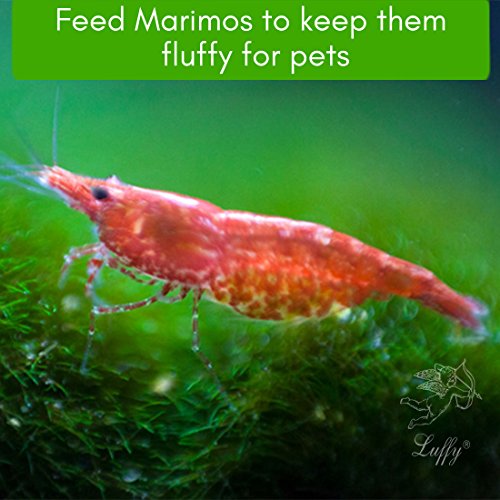 Luffy Plump Your marimo Fertilizer - Marimo Food boosts Growth - Imparts and enhances Color - Regular Dosage Results in fluffier marimos