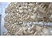 King Oyster Mushroom (Pleurotus eryngii) Mycelium Spawn Dried Seeds (25g) by Mycelium plus