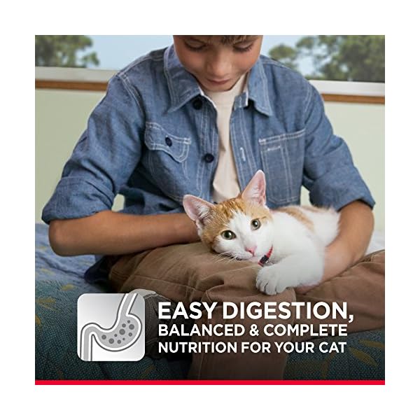 science diet egg and rice