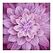 Hoffman Fabrics Digital Dream Big 42'' Floral Panel Magenta Fabric