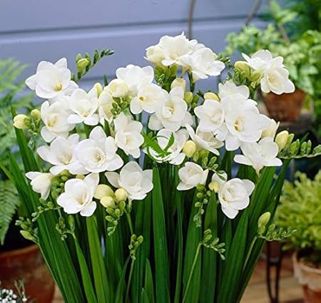 FERNSFLY IMP. Double Freesia | Freesias Excellent Quality Double Flower Bulbs for Aromatic Flowers Home indoor Outdoor Gardening Plants Flowering Bulbs (Pack Of 15, The Double White Freesia)