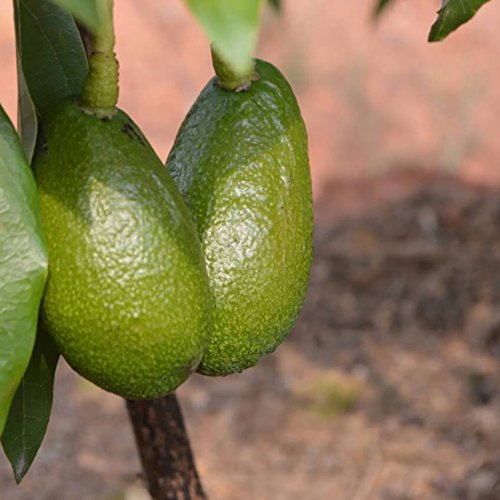 Afco 10Pcs Avocado Seeds Green Fruit Persea Americana Home Garden Plant Easy To Grow Wonderful Gardening Gifts - Thumbnail 6