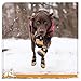 Kurgo Step N’ Strobe Dog Shoes, Water Resistant, Snow Boots, Anti Slip Pet Boots, Dog Shoes for Hot Pavement, Dog Shoes with Lights, Reflective, Set of 4 (Small), Black/Orange (K01354)