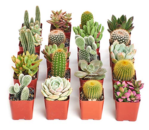 Shop Succulents Premium Live Mini Cactus and Succulent Plants in 2" Pots, Easy…