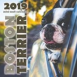 Boston Terrier 2019 Mini Wall Calendar by