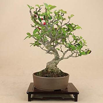 Amazon 梅もどき ウメモドキ 小品盆栽 いよじ園 盆栽
