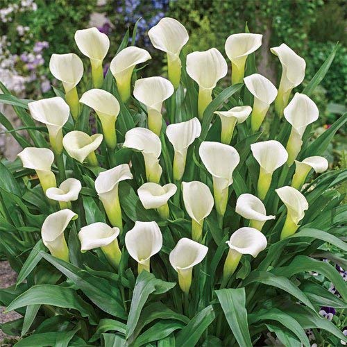 Calla Lily Bulbs 1 Bulbs Zantedeschia aethiopica 08MDLNR0131CA