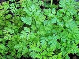 Herb Chervil 500 Open Pollinated Seeds by Seeds and Things