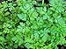 Herb Chervil 500 Open Pollinated Seeds by Seeds and Things