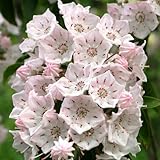 Evergreen RHODODENDROM-Mountain Laurel ~Pink~ 