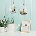 SunGrow Air Plant Glass Orbs