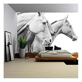 Purebred Horses Premium