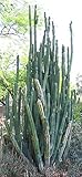San Pedro Cactus (Trichocereus Boliviensis) 50 Seeds RAR Big-pack