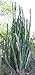 San Pedro Cactus (Trichocereus Boliviensis) 50 Seeds RAR Big-pack
