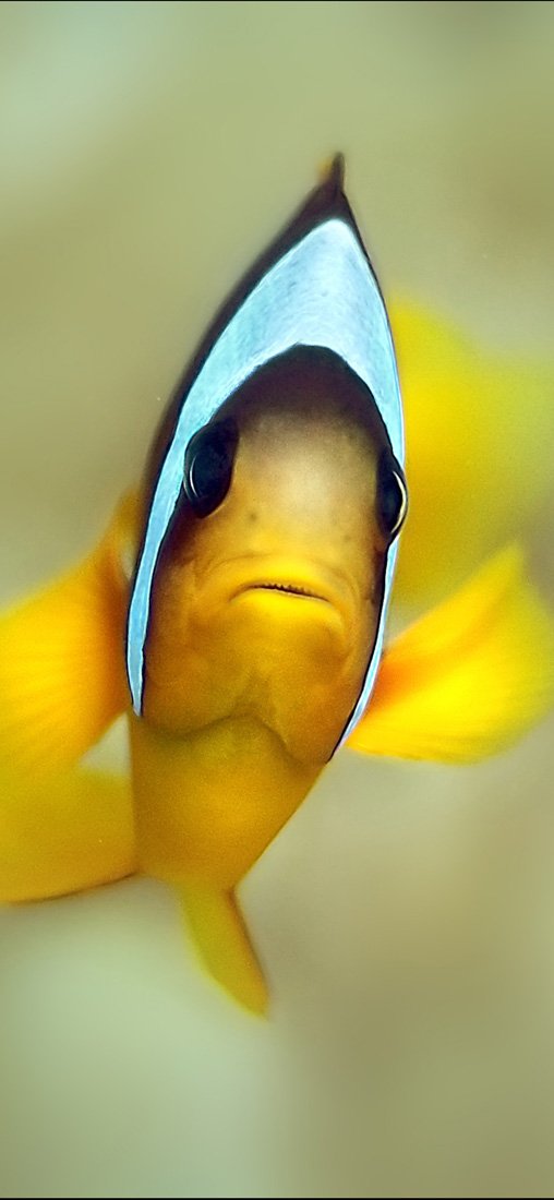 PeelitStickit Underwater, Undersea Wall Murals, ID-120, vinyl