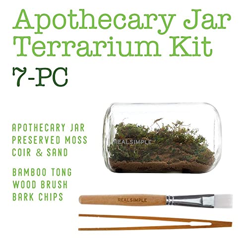 Real Simple DIY Terrarium Kit Mini Terrarium for Live Plant