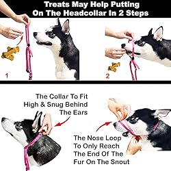 Bingo's No Pull Dog Training Combo for Medium Dogs