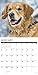 Just Goldens 2019 Wall Calendar (Dog Breed Calendar)