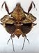 Very Rare Real Dead Leaf Mantis Insect Taxidermy in Wooden Box